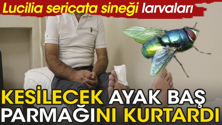 H.Z. EYÜP PEYGAMBER GİBİ YARALARINI KURTÇUKLAR TEDAVİ ETTİ